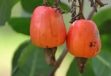 Manfaat Jambu Mete untuk Kesehatan Tubuh